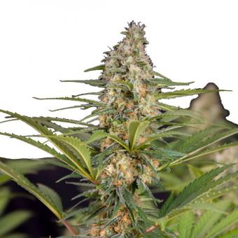 Cali Crasher - картинка 1