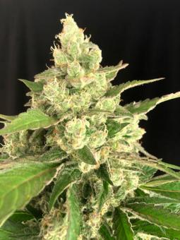 Seriousa - картинка 3