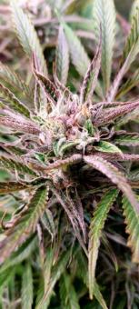 Buddha Auto Tangie - картинка 10