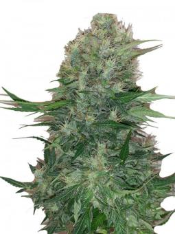 CBD Auto 20:1 - картинка 1