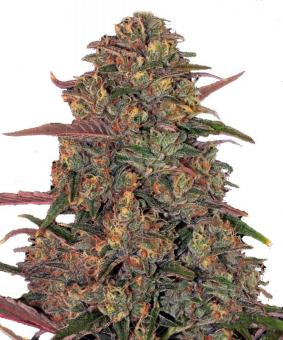 Pineapple Chunk - картинка 1