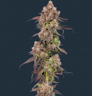 Gas Face - картинка 1