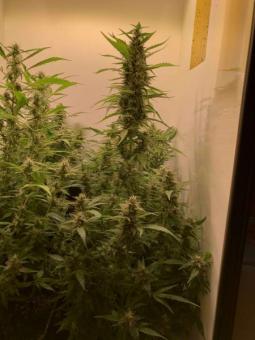 Double Dutch reg - картинка 5