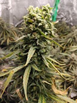 Auto Olympia - картинка 3