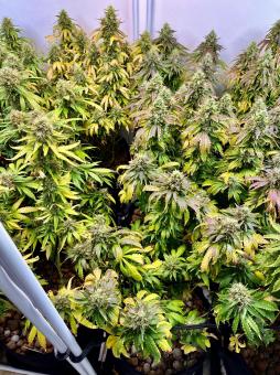 Malquerida - картинка 2