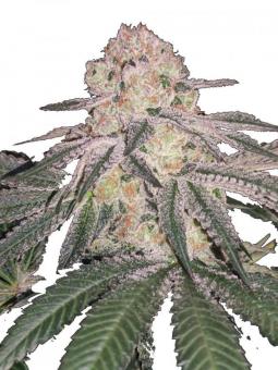 Kong's Krush - картинка 1