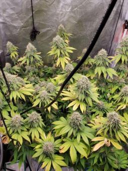 Romulan - картинка 5