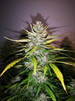 Moby Dick Auto - картинка 3