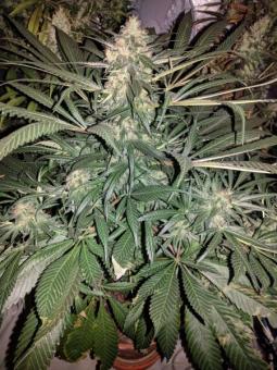 G14 Auto - картинка 1