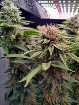 Serious 6 reg - картинка 5