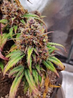 Melonade Runtz - картинка 3