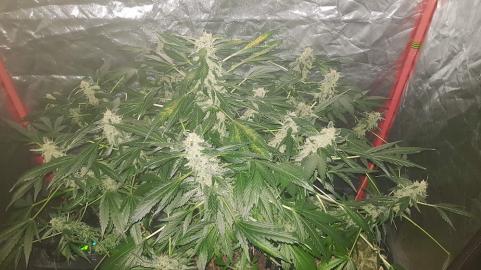 Pandora Auto - картинка 3