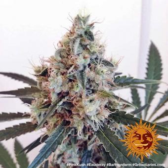 Pink Kush - картинка 5