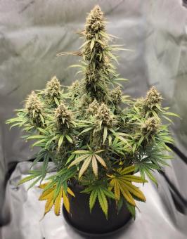 Sunset Sherbet - картинка 3