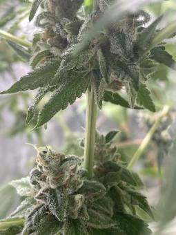 Descojack - картинка 5