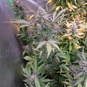 Eleven Roses - картинка 3