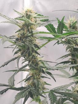 Il Diavolo Auto - картинка 2