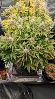 Auto Northern Lights - картинка 5