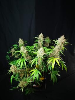 Amaretto Tarmac - картинка 3