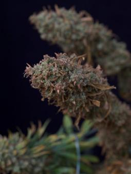 Hawaiian Snow - картинка 3