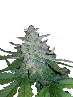 Auto Collection Pack №2 - картинка 2