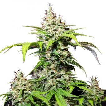 DC Cure 1:1 Auto - картинка 1