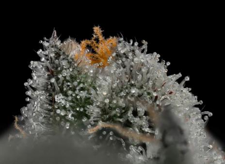 Strawberry Cookies - картинка 4