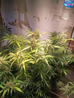 Cinderella Auto - картинка 5