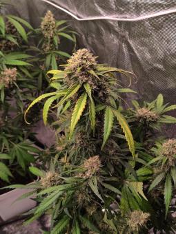 Red Strawberry Banana Auto - картинка 3