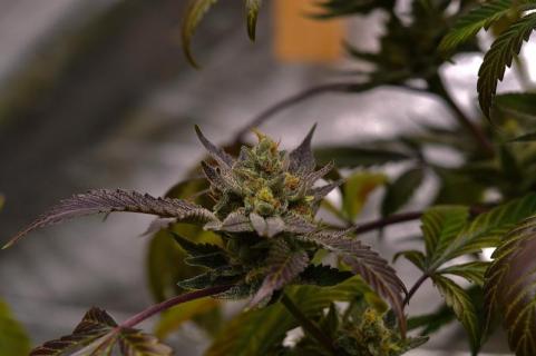 Purple Lemonade FF - картинка 5