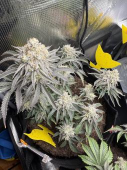 Blueberry - картинка 4