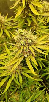 Jock Horror Auto - картинка 7