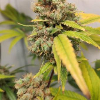 Gelato Seeds - картинка 1