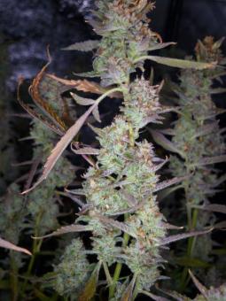 West Coast O.G. Auto - картинка 4