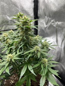 Cream Cookies Auto - картинка 2