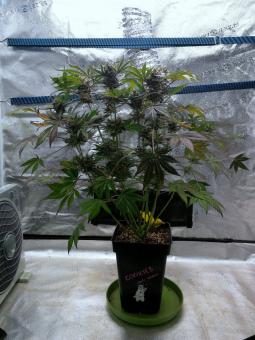 Delicious Cookies Auto  - картинка 4