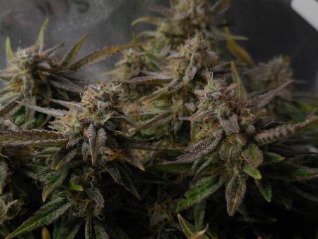 Ztrawberriez Auto - картинка 5