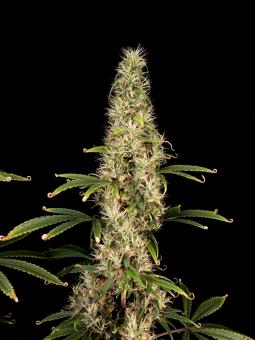 Arjan's Ultra Haze #1 - картинка 5