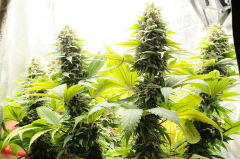 Blueberry - картинка 6