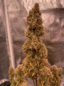 Auto Anesthesia - картинка 2