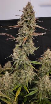 Sunset Sherbet - картинка 3