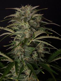 Auto White Devotchka genetics - картинка 5