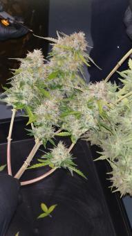 Crystal Candy XL Auto - картинка 6