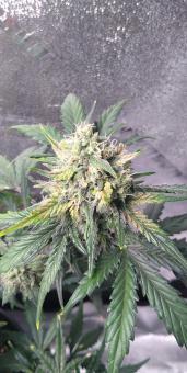 American Pie - картинка 5