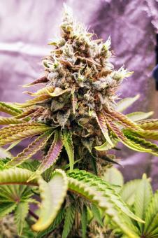 Dutch Kush - картинка 1