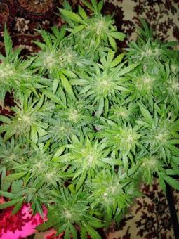 Pandora Auto - картинка 9