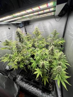 Gorilla Cookies FF - картинка 1