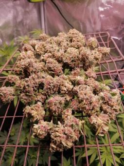 DC Kush - картинка 1