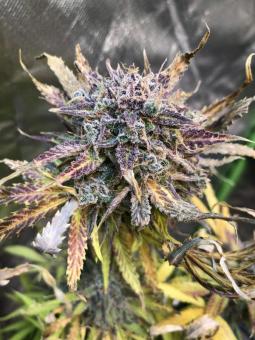 Mimosa Cake Auto - картинка 10