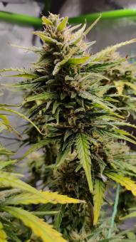 Kamala OG Auto - картинка 4